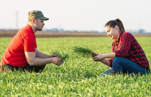 Jovens agricultores que examinam campos de trigo plantados — Fotografia de Stock