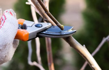 Bahar budama meyve ağaçlarının closeup.