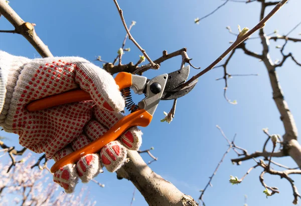 Primer plano de la poda de primavera de árboles frutales . —  Fotos de Stock