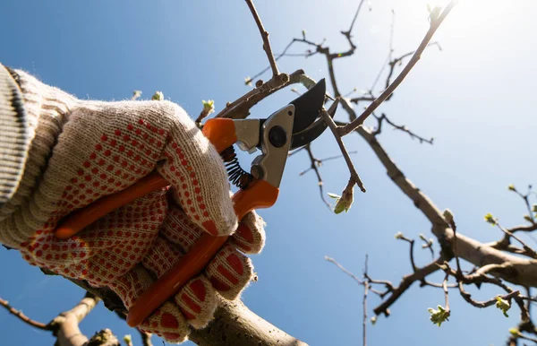 Zbliżenie wiosenne cięcie drzew owocowych. — Zdjęcie stockowe