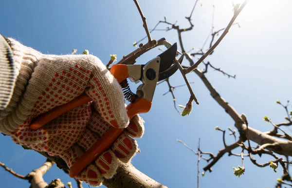 Primer plano de la poda de primavera de árboles frutales . —  Fotos de Stock