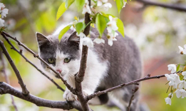 蓬松可爱的猫坐在树上 — 图库照片