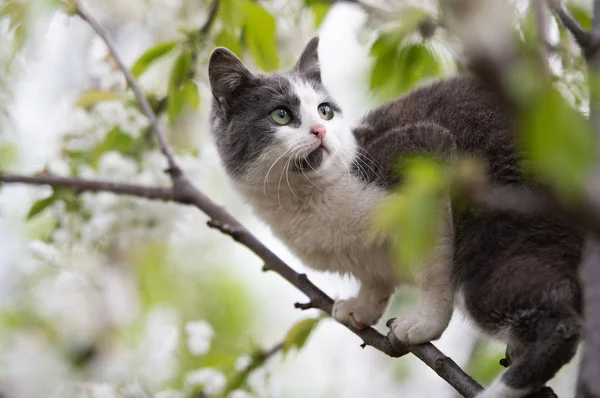 Пушистый милый кот сидит на дереве — стоковое фото