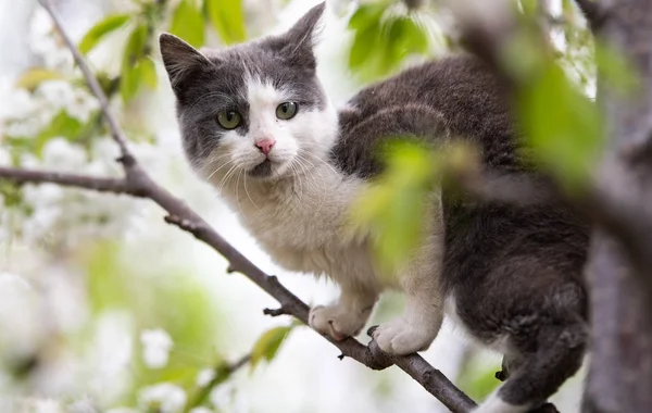 蓬松可爱的猫坐在树上 — 图库照片