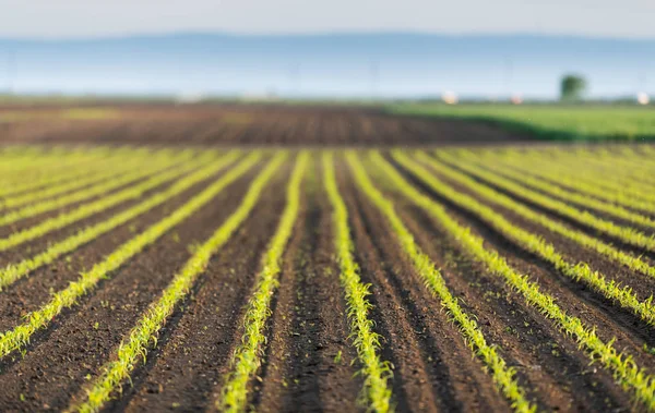 Young green corn on stalk in field — Stock Photo, Image