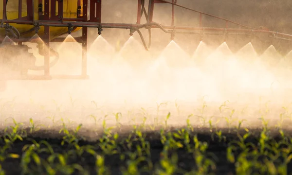 Trator de pulverização de pesticidas no campo de milho — Fotografia de Stock