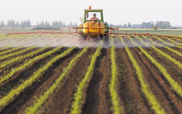 Traktor postřikovací pesticidy v kukuřičném poli — Stock fotografie