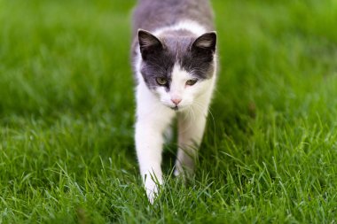 Kabarık sevimli kedi güneşli bir günde zevk 