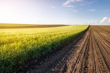 güneşli bir gün genç buğday alanında 