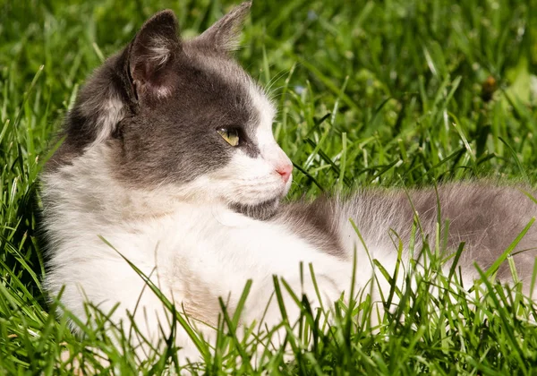 Пушистый милый кот наслаждается в солнечный день — стоковое фото