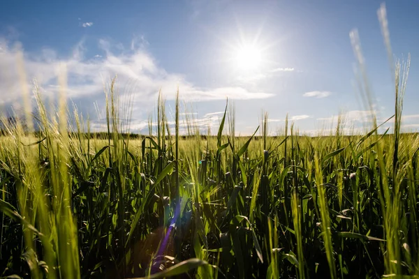 Молодое пшеничное поле в солнечный день — стоковое фото