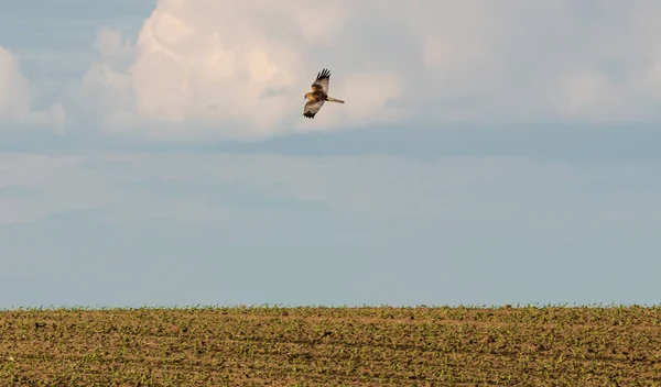 猎鹰在阳光明媚的日子飞过大豆植物 — 图库照片