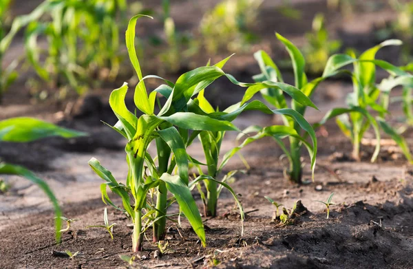Junger grüner Mais auf Halm im Feld — Stockfoto