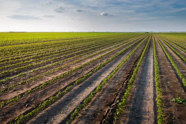 Planta de soja joven en el día soleado —  Fotos de Stock