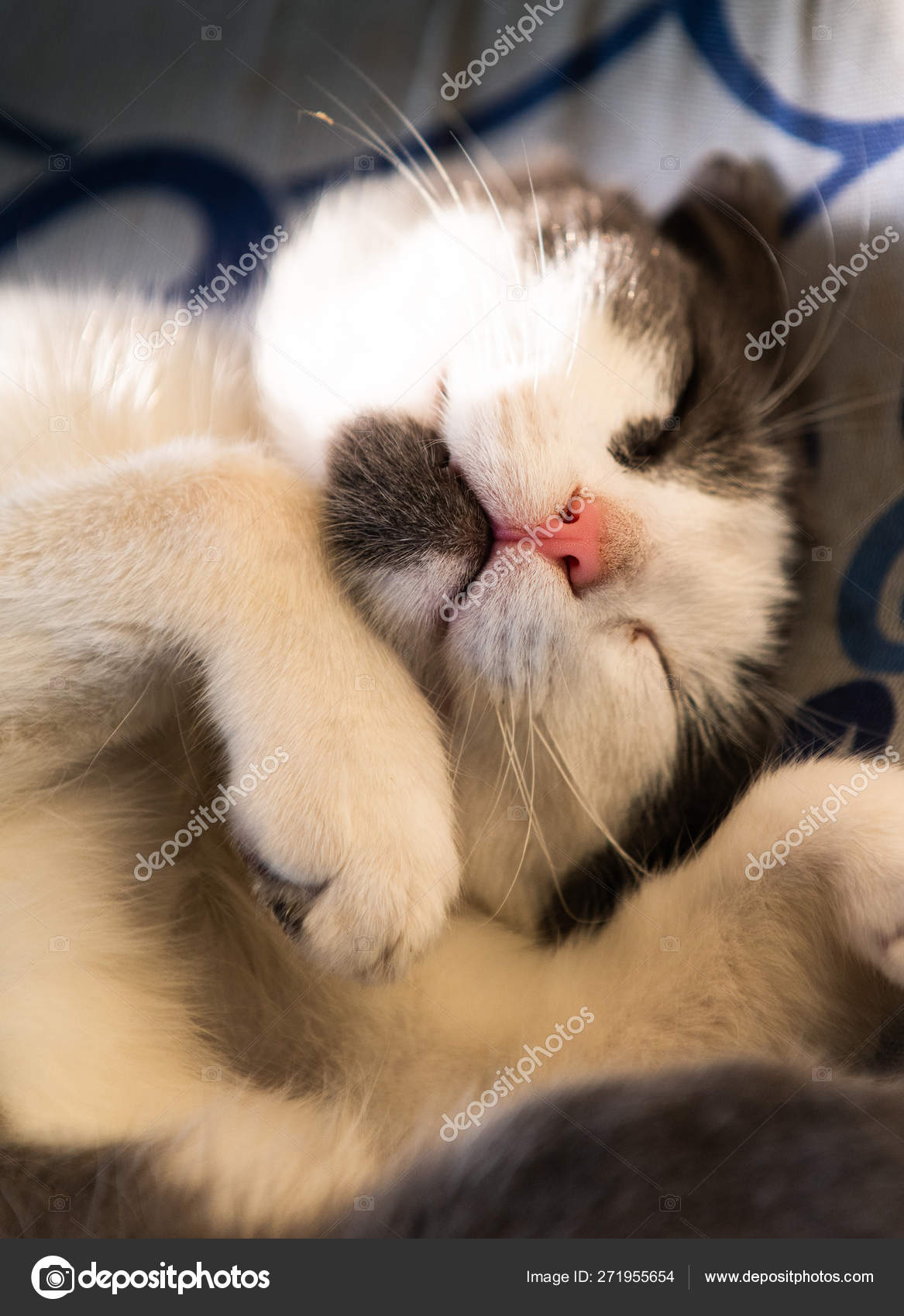 Mignon Petit Chat Dormant Sur L Oreiller Image Libre De Droit Par Fotokostic C Mignon Petit Chat Dormant Sur L Oreiller Image Libre De Droit Par Fotokostic C