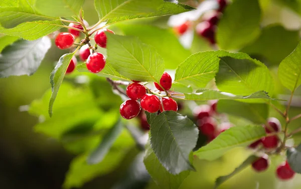 桜の果樹園の木に赤いサクランボ — ストック写真