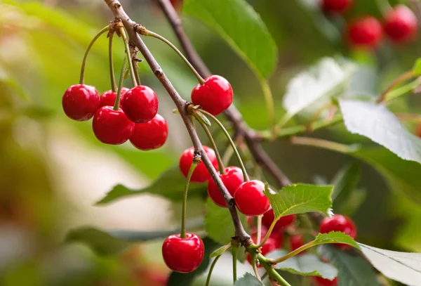 Червона вишня на дереві в саду вишні — стокове фото