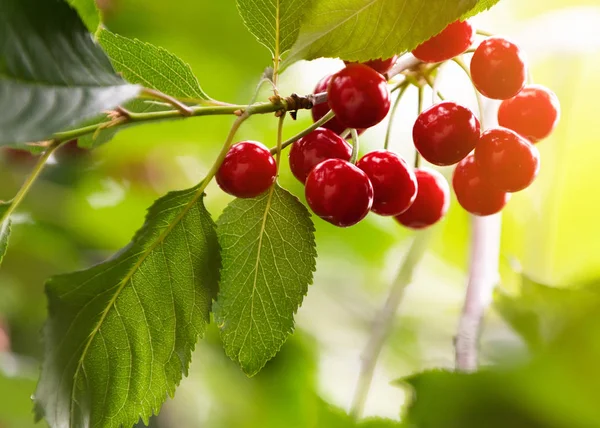 Cerezas rojas en árbol en huerto de cerezos — Foto de Stock