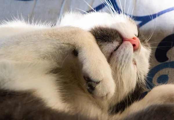 Cute little cat sleeping on the pillow — Stock Photo, Image