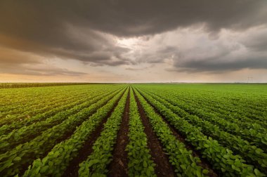 Gün batımında soya tarlası