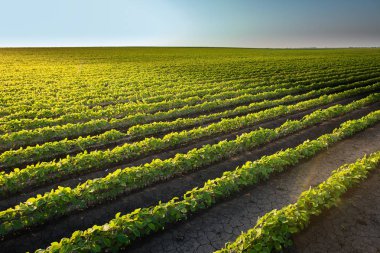 soya alan satırları 