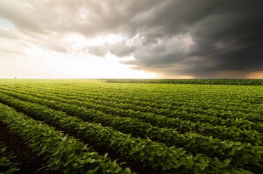 soya alan satırları 
