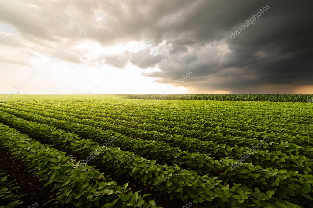 Soybean Field Rows 