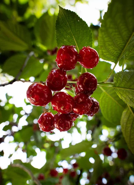 Sura körsbär på Orchard — Stockfoto