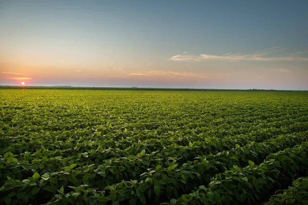 Sojabohnenfelder — Stockfoto