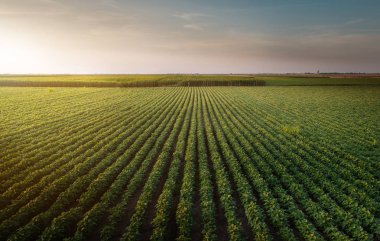 soya alan satırları 