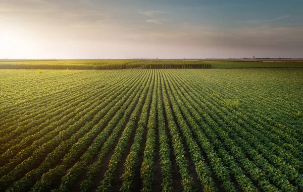 Linhas de campo de soja — Fotografia de Stock