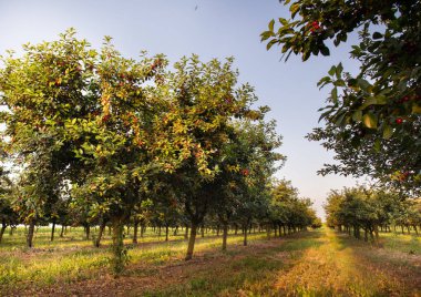 Meyve bahçesinde vişne 