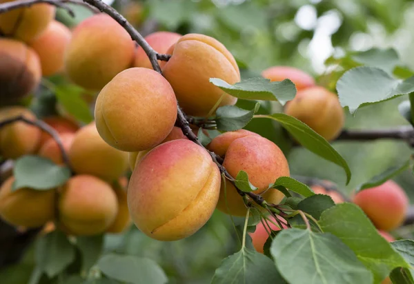 Ripe apricots in the orchard — Stock Photo, Image