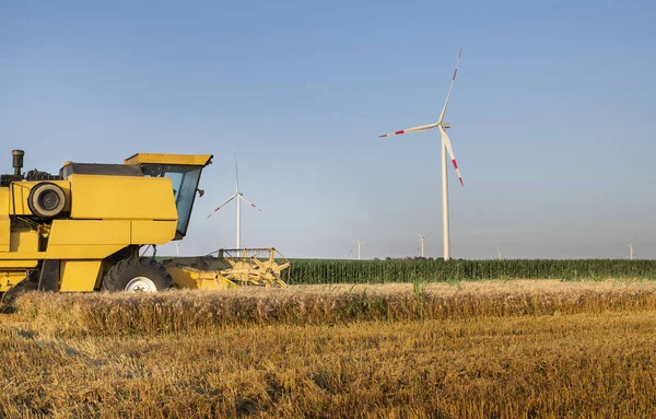 Harvesting of wheat fields in summer — Stock Photo, Image