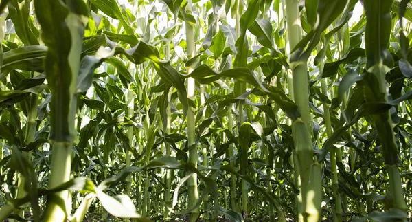 Grünes Maisfeld wächst — Stockfoto