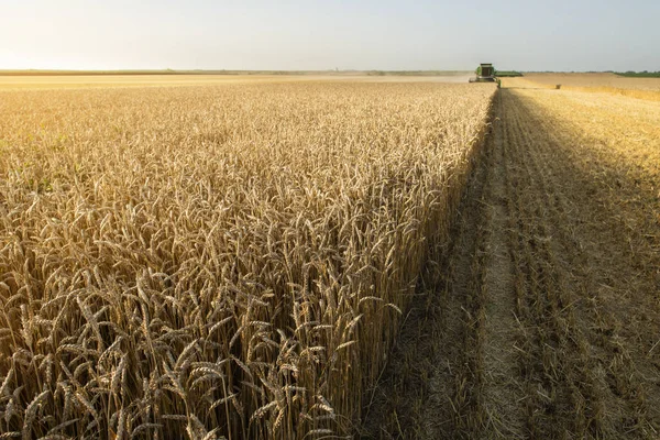 Harvester a munka a nyári nap — Stock Fotó