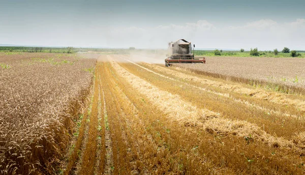 Erntemaschine bei der Arbeit in der Sommersonne — Stockfoto