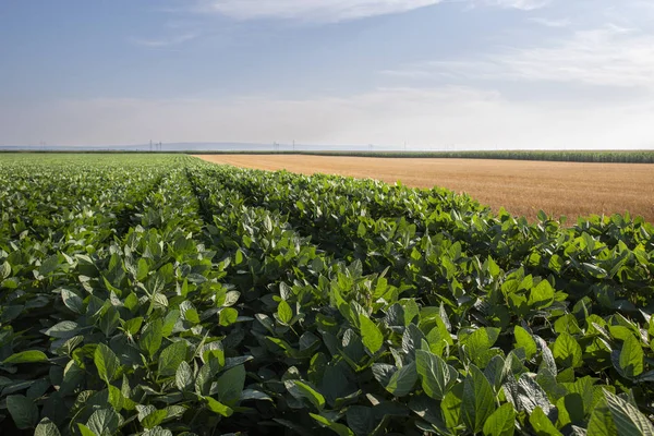 Campo de soja de maduración verde —  Fotos de Stock