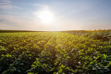 Gün batımında soya fasulyesi tarlaları.