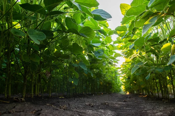 Soybean Field Rows ,close up. — Stock Photo, Image