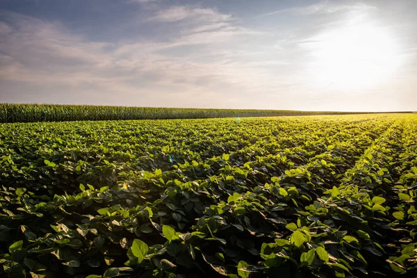 Soy bean fields  at sunset. — Stock Photo, Image