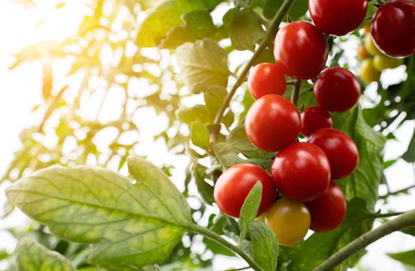 Tomate Cherry en un Invernadero . — Foto de Stock