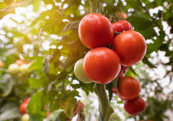 Tomater i ett växthus. — Stockfoto