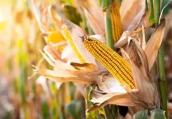 Reifer Mais auf dem Maiskolben auf einem Feld — Stockfoto