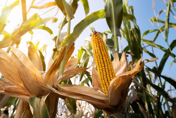 Érett kukorica a cob a területen — Stock Fotó