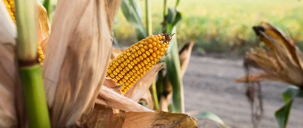 Reifer Mais auf dem Maiskolben auf einem Feld — Stockfoto