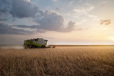 Soya tarlası ve soya fasulyesi hasadı..