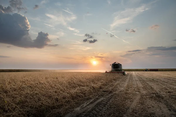 Harvesting of soybean field with combine. — Stock Photo, Image