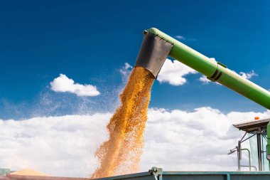 Boşaltma Mısır Mısır tohumları.