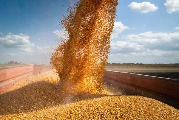 Unloading corn maize seeds. — Stock Photo, Image